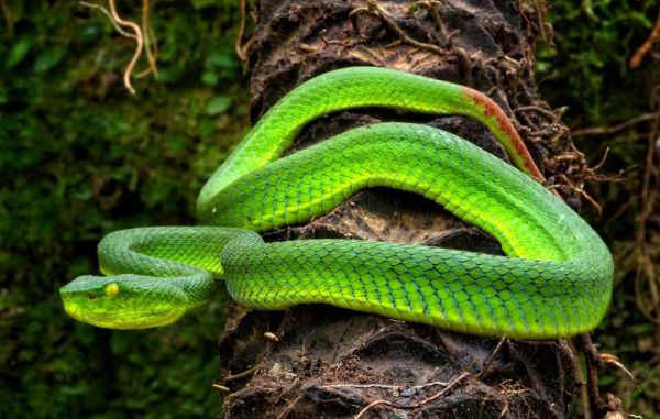 Estudo analisa características genéticas de serpentes amazônicas