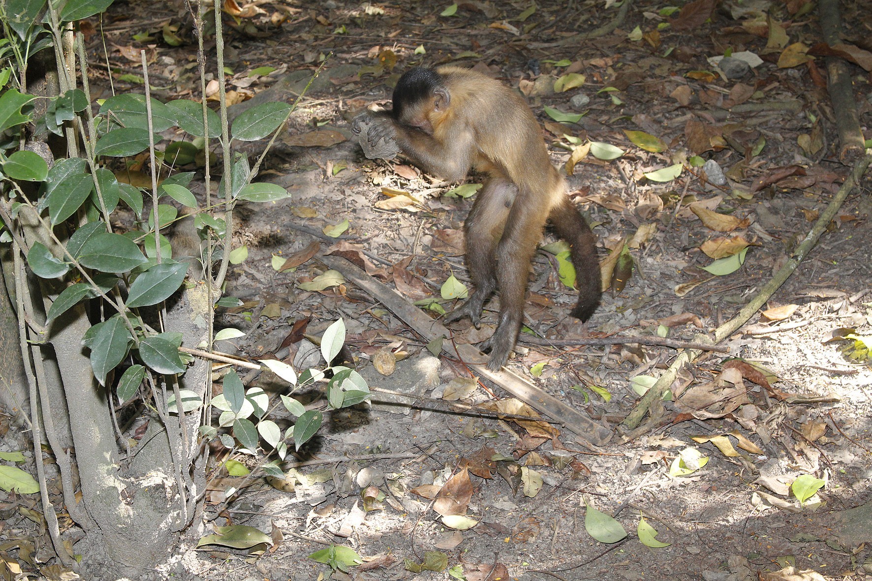 Comportamento de macaco-prego reflete ambiente em que vive, não seus genes  – AUN – Agência Universitária de Notícias