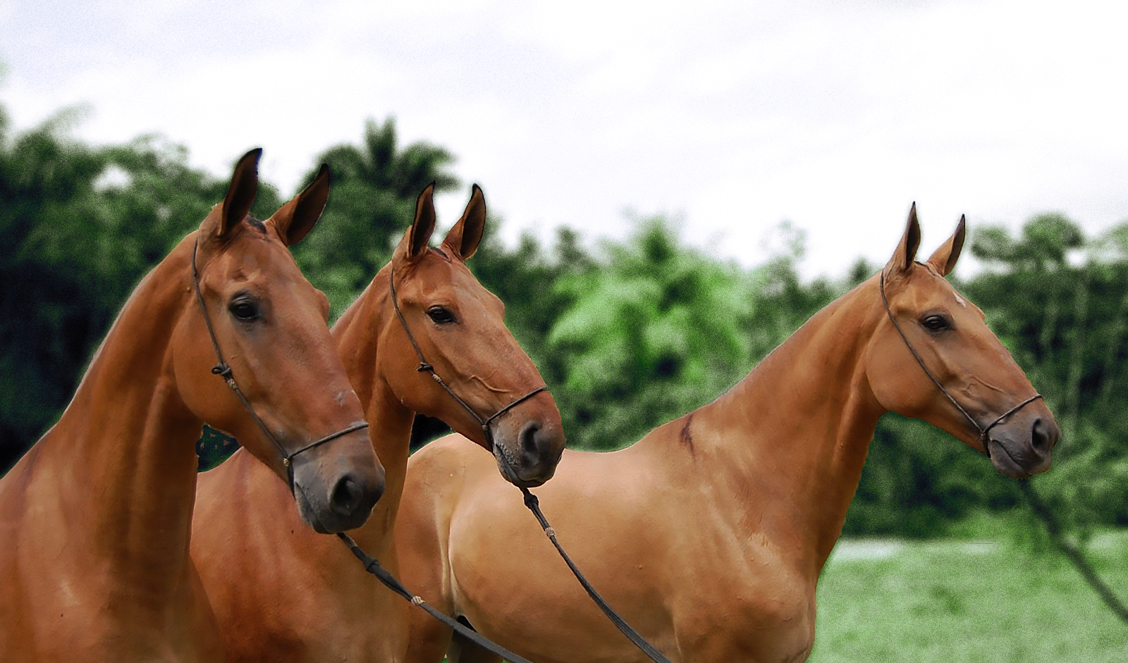 Nomes para cavalos em INGLÊS - Machos e fêmeas