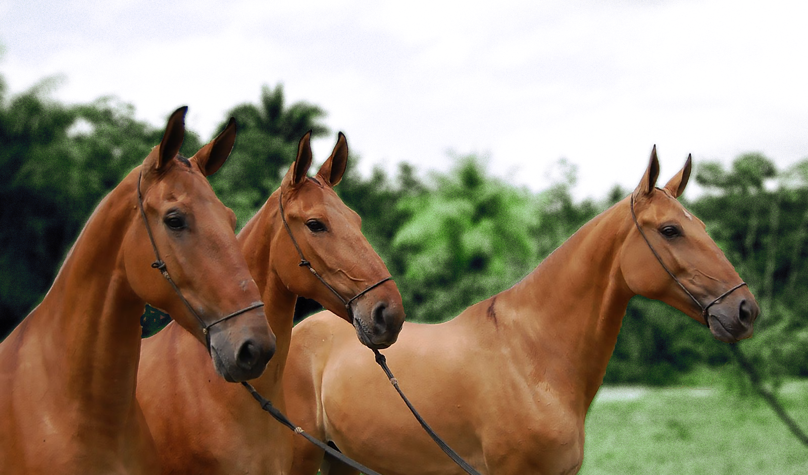 Por que os cavalos são bons para as crianças