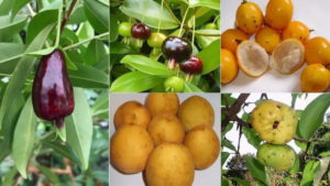 Texto alternativo: Colagem com frutos nativos da Mata Atlântica, como cereja-do-rio-grande, grumixama, bacupari-mirim, ubajaí e araçá-piranga.