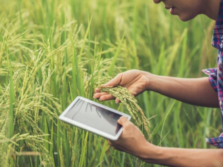 Agronegócio apresenta carreiras promissoras para recém-formados [Foto: Reprodução/Freepik]