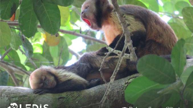 Comportamento de macaco-prego reflete ambiente em que vive, não