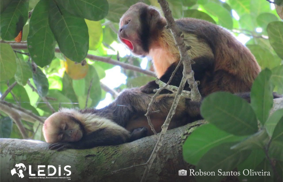 Pesquisa detalha comportamento e alimentação dos macacos-prego que vivem no  Bosque dos Macacos — Universidade Federal da Integração Latino-Americana