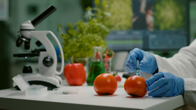 close-de-um-cientista-quimico-injetando-tomate-organico-com-pesticidas-para-teste-de-ogm