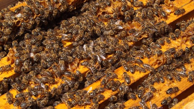 honey-busy-insect-invertebrate-bee-colony-928397-pxhere.com