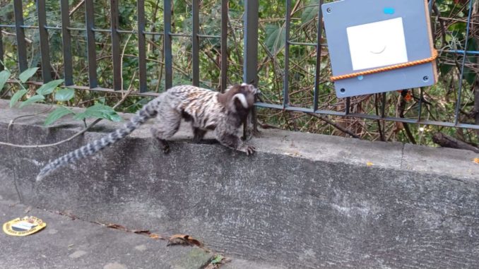 sagui-interage-com-swab