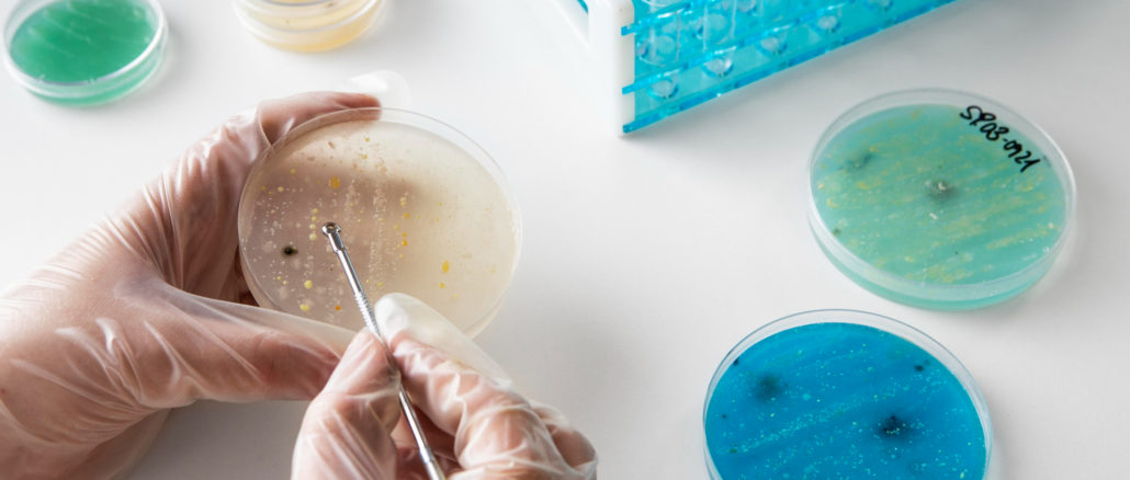 Colônias de bactérias cultivadas em laboratório [Imagem: Reprodução/Freepik]
