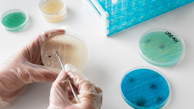Colônias de bactérias cultivadas em laboratório [Imagem: Reprodução/Freepik]