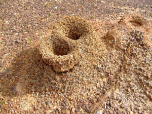 O formigueiro abriga uma colônia de formigas. Ele pode ser construído na terra ou em troncos de árvores 